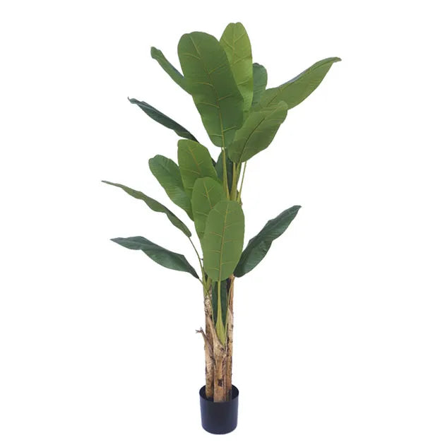 ΔΕΝΤΡΟ ΜΠΑΝΑΝΙΑ ΤΡΙΠΛΗ REAL TOUCH ΣΕ ΓΛΑΣΤΡΑ - Υ190cm