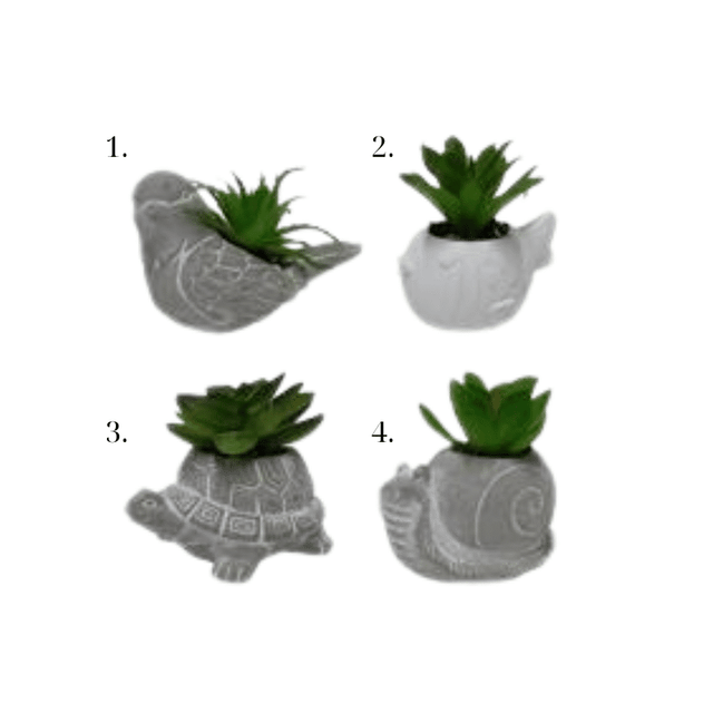 Φυτό σε Γλαστράκι Κεραμικό Διάφορα Σχέδια 8cm Welkhome