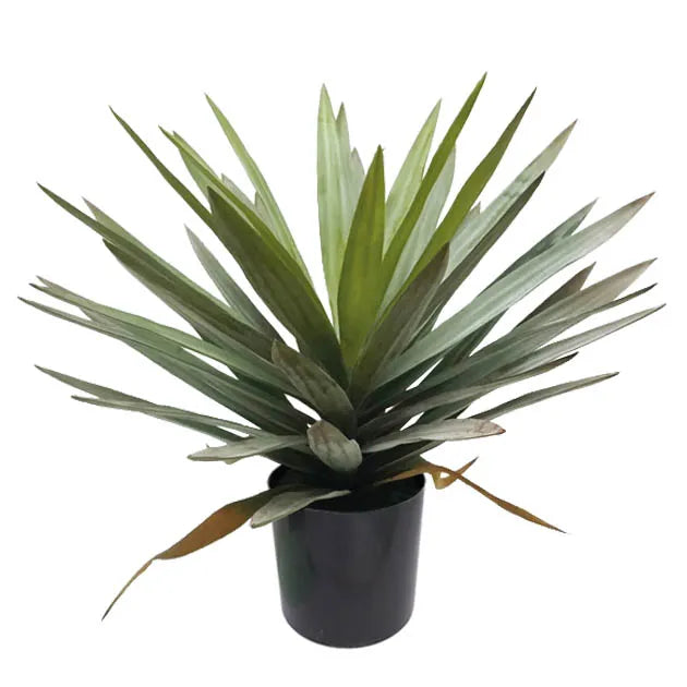 ΔΕΝΤΡΟ ΓΙΟΥΚΑ ΠΑΝΑΣΕ ΣΕ ΠΛΑΣΤΙΚΟ ΚΑΣΠΩ - Υ48cm