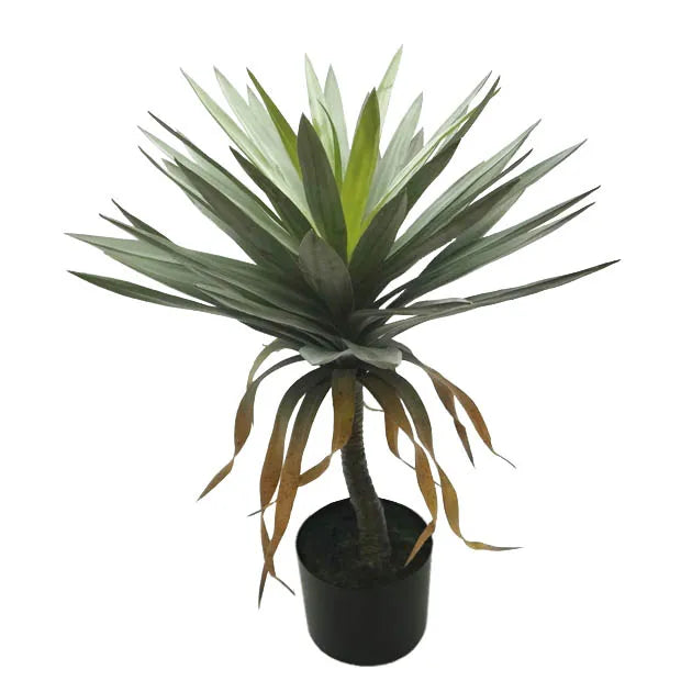 ΔΕΝΤΡΟ ΓΙΟΥΚΑ ΠΑΝΑΣΕ ΣΕ ΠΛΑΣΤΙΚΟ ΚΑΣΠΩ - Υ75cm