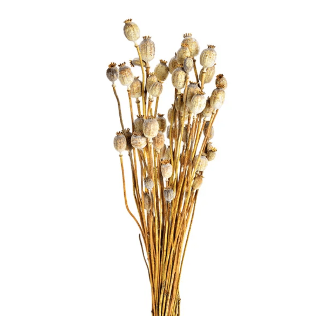Μπουκέτο Αποξηραμένων Λουλουδιών Παπαρούνας 50cm G.Wurm